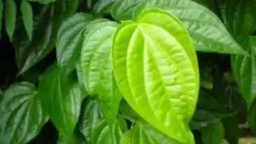 Ilustrasi Daun Sirih