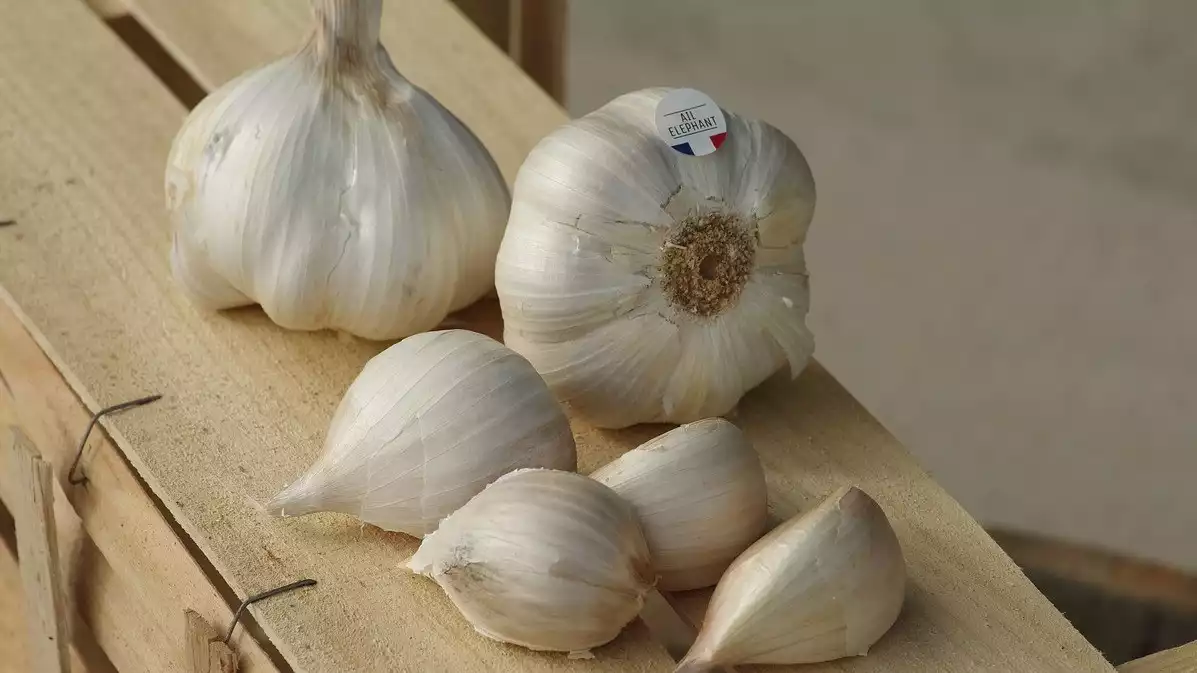 Ilustrasi bawang putih