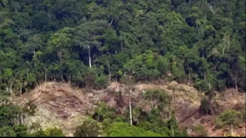 Ilustrasi hutan rusak akibat pembukaan lahan