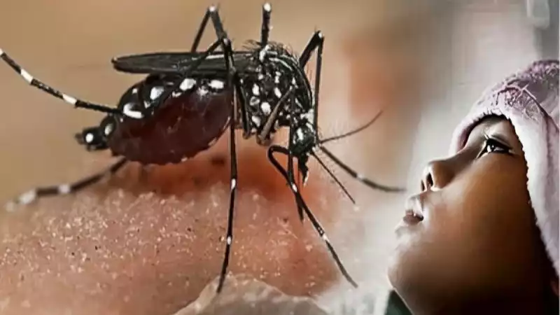 Ilustrasi - Nyamuk pembawa DBD.