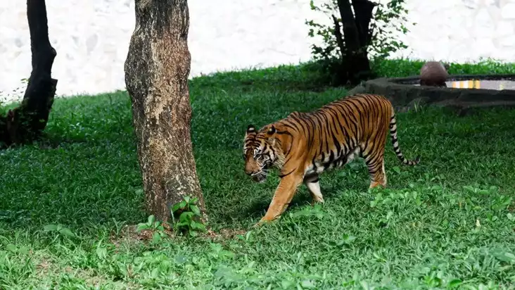 Harimau di Ragunan