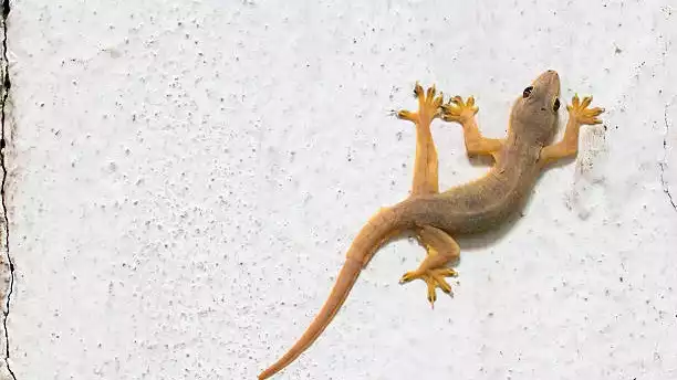 Langkah Apa yang Diambil Umat Muslim kalau Ada Cicak? Ustaz Adi Hidayat Menjawab