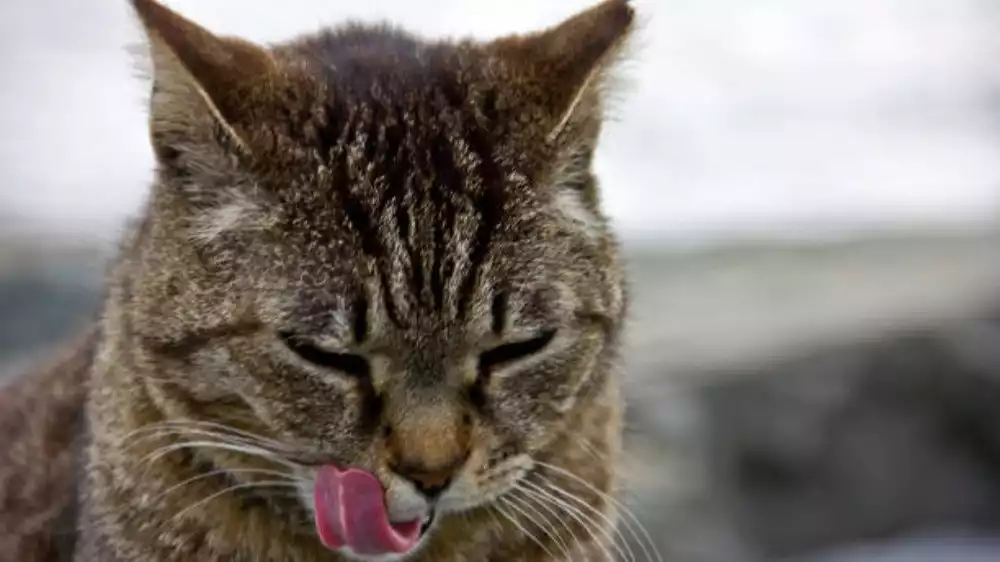 Ilustrasi hewan kucing