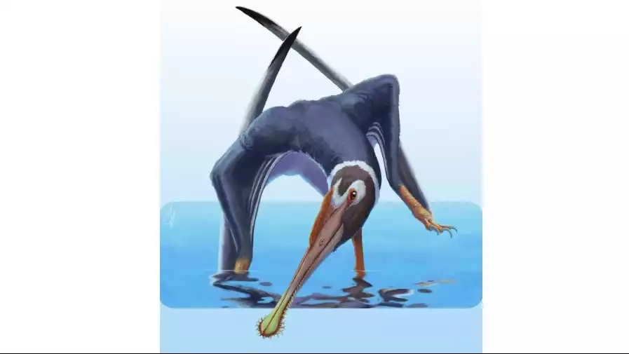 Rekonstruksi artistik Spathagnathus roeperi