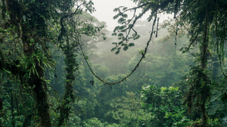 Ilustrasi Hutan Hujan Tropis