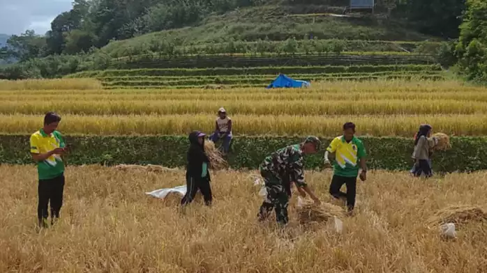 Ilustrasi produksi beras nasional.