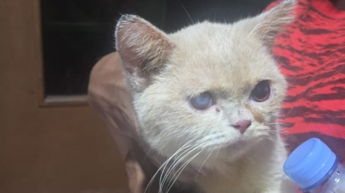 9 Penjarah Rumah Uya Kuya Ditangkap, Begini Penampakan Kucing yang Ikut Dijarah Saat Ditemukan
            - galeri foto