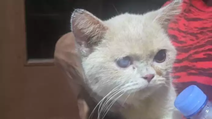 Kondisi Kucing Uya Kuya