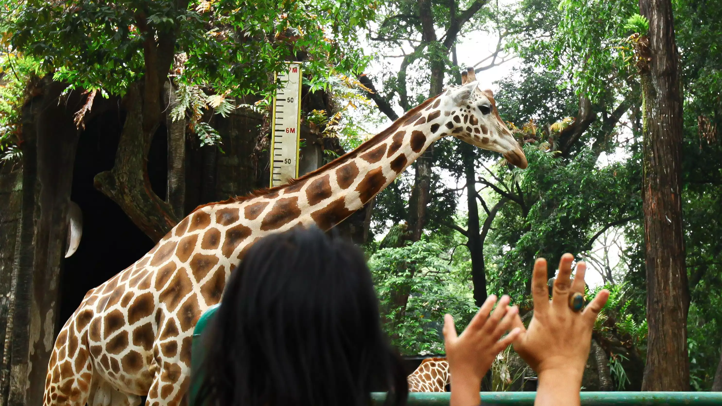 Libur Maulid Nabi, 20 Ribu Lebih Pengunjung Padati Ragunan