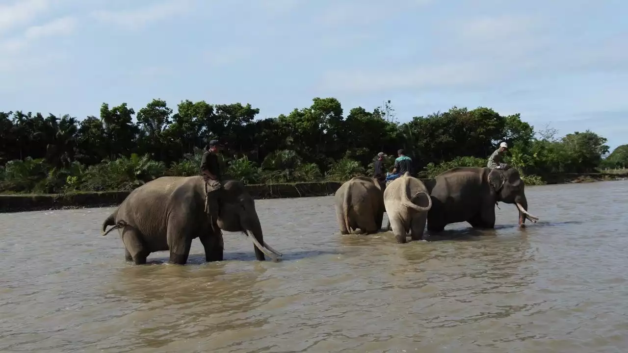 Gajah Sumatera di Bengkulu.