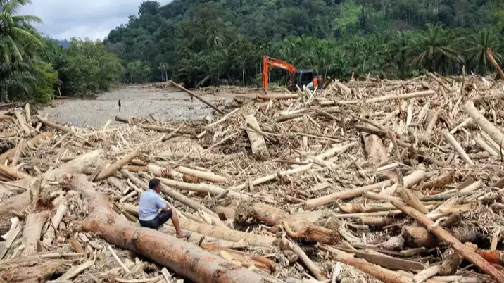 Menguak Tabir Modus Baru Illegal Logging, Mulai Pemalsuan Dokumen hingga Pembuatan LHP Fiktif