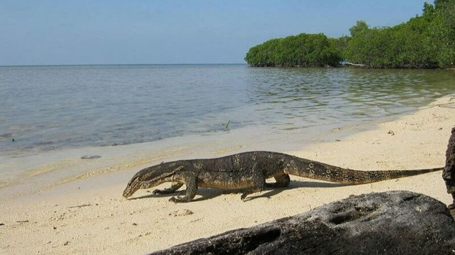 foto biawak di Pulau bidadari