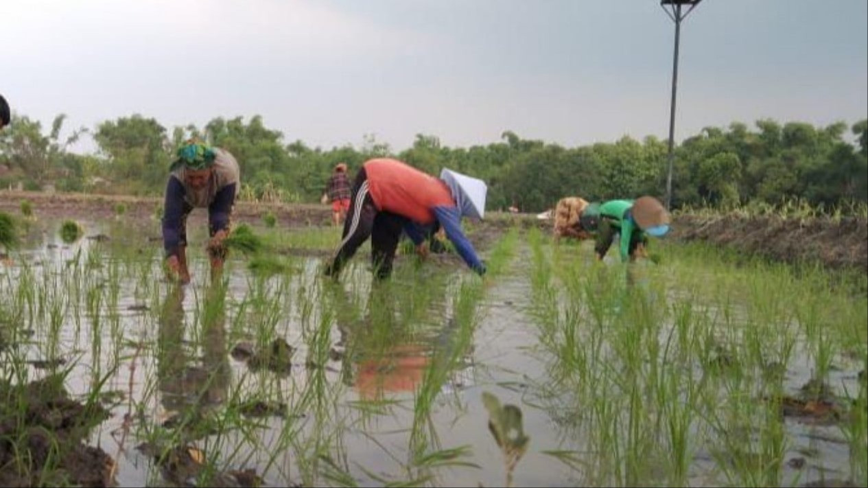 Bolehkah pakai Lahan Pemerintah untuk Bercocok Tanam? Begini Penjelasan Buya Yahya dari Perspektif Islam
            - galeri foto