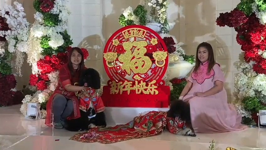 Meriahnya Perayaan Ulang Tahun Anjing sekaligus Cap Go Meh di Gedung Mewah Surabaya
            - galeri foto