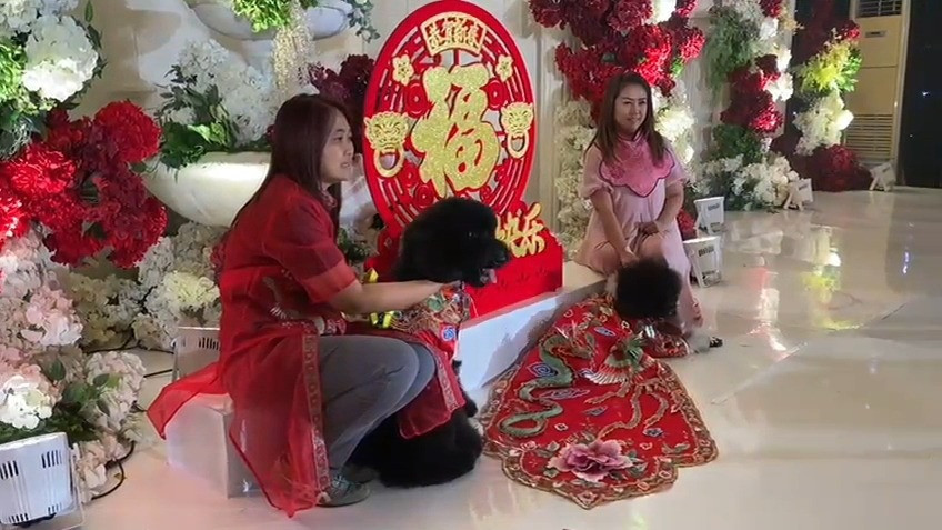 Meriahnya Perayaan Ulang Tahun Anjing sekaligus Cap Go Meh di Gedung Mewah Surabaya
            - galeri foto