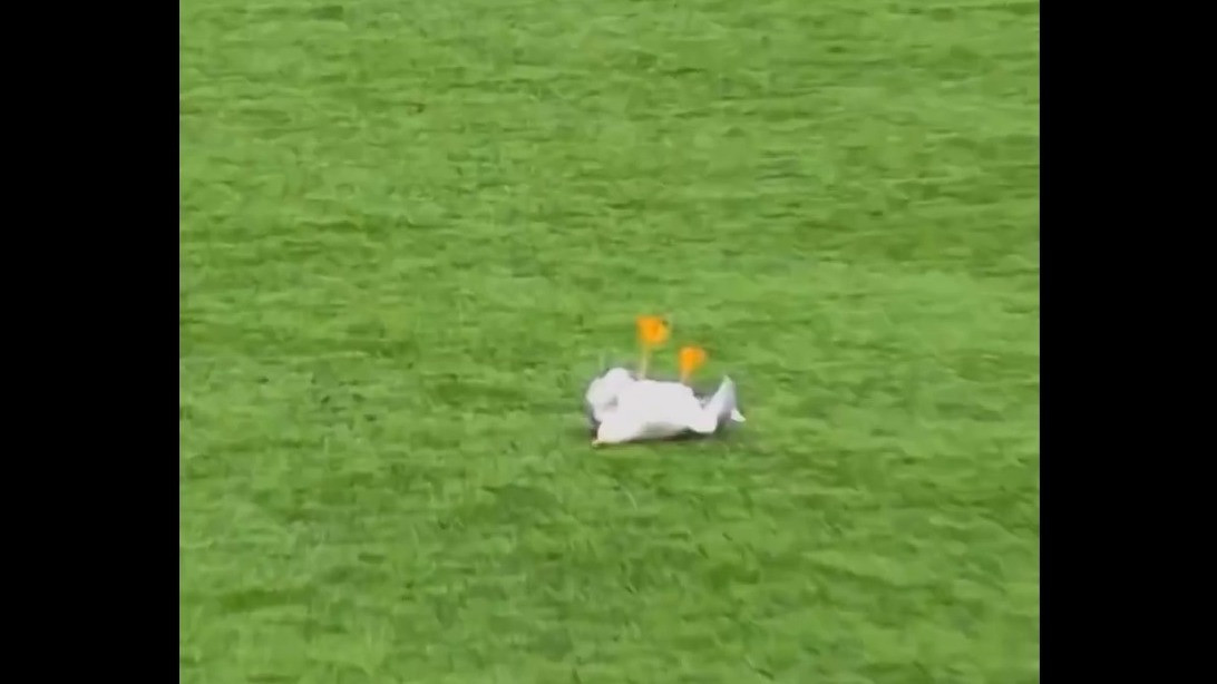 Detik-Detik Mengharukan di Lapangan Istanbul: Burung Camar Terkena Bola Kiper, Pemain Sigap Lakukan CPR
            - galeri foto