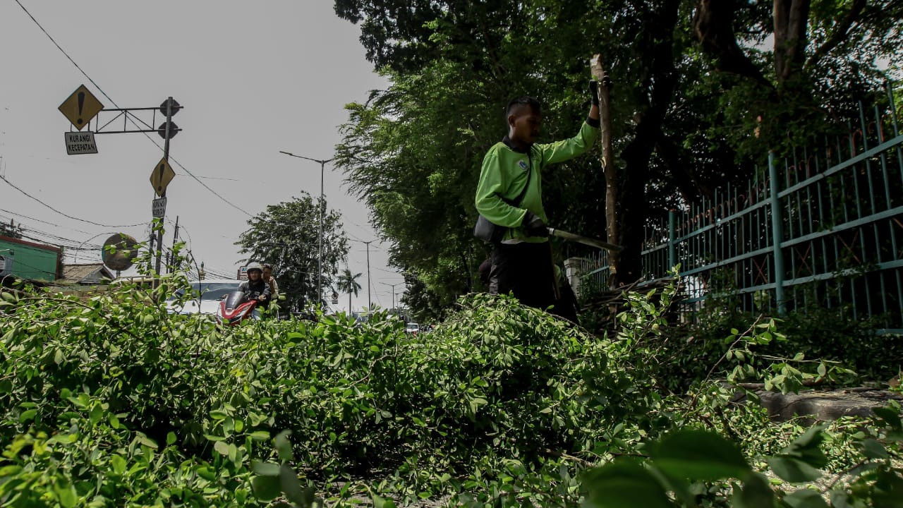 Berita Foto: Petugas PPSU Lakukan Pemangkasan Pohon di Jakarta Timur
            - galeri foto