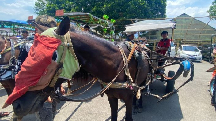 Kusir delman di Garut menunggu kompensasi dari Gubernur Jabar, Dedi Mulyadi