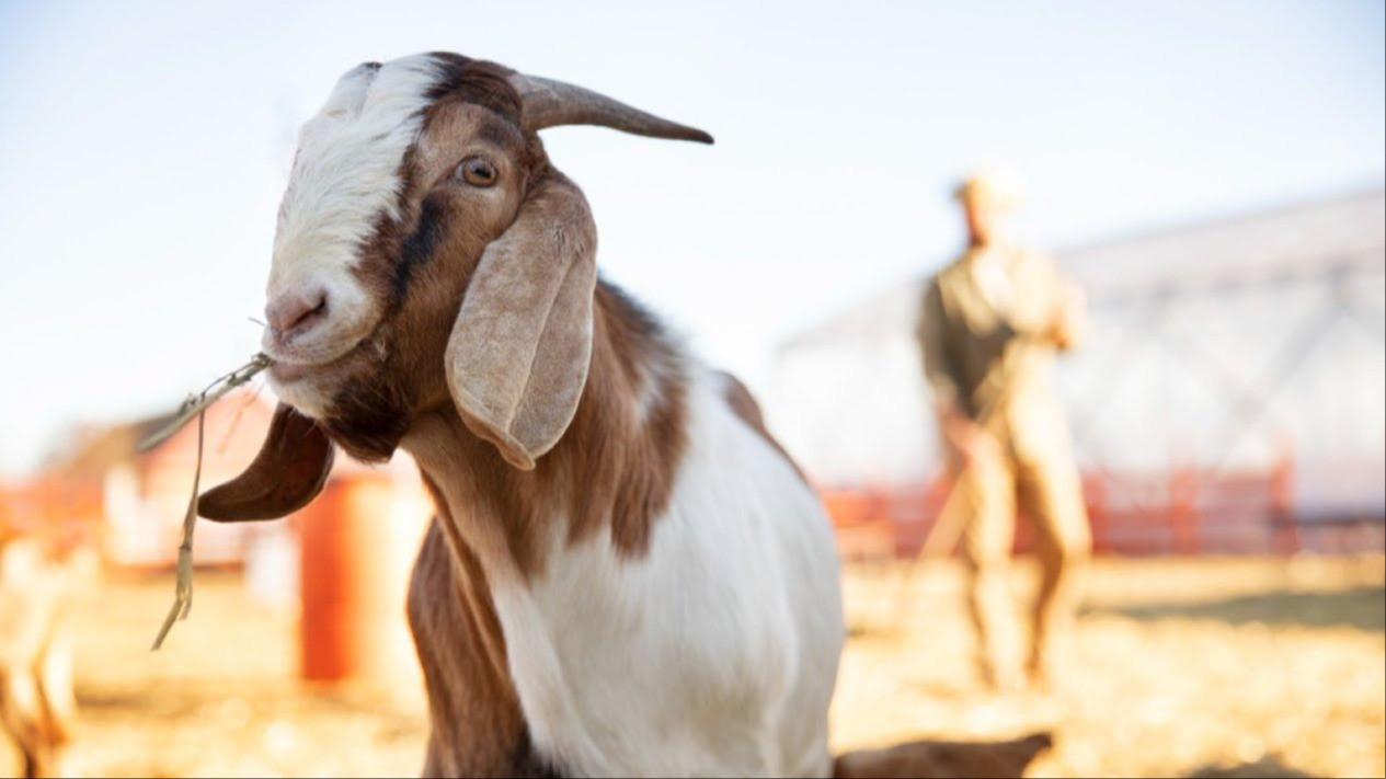 Kurban Kambing atau Sapi, Mana yang Paling Utama? Ini Kata Ulama