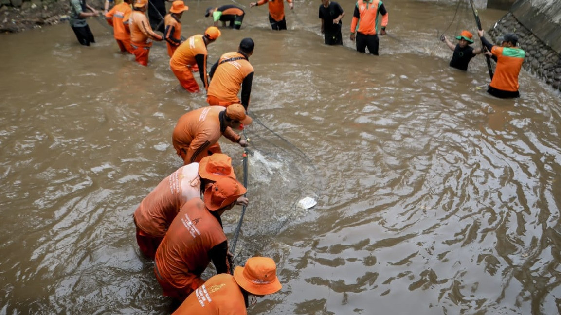 Berita Foto: Puluhan Petugas PPSU Sisir Kali Ciliwung untuk Berantas Ikan Sapu-Sapu