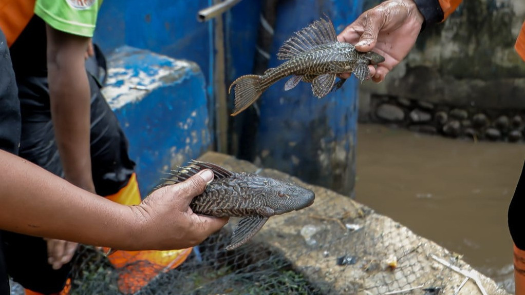 Berita Foto: Puluhan Petugas PPSU Sisir Kali Ciliwung untuk Berantas Ikan Sapu-Sapu