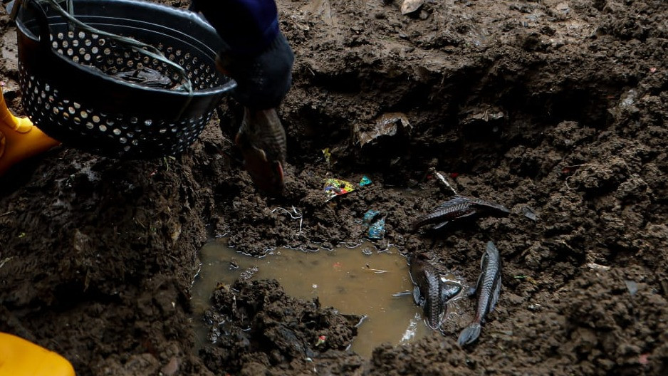 Berita Foto: Puluhan Petugas PPSU Sisir Kali Ciliwung untuk Berantas Ikan Sapu-Sapu
