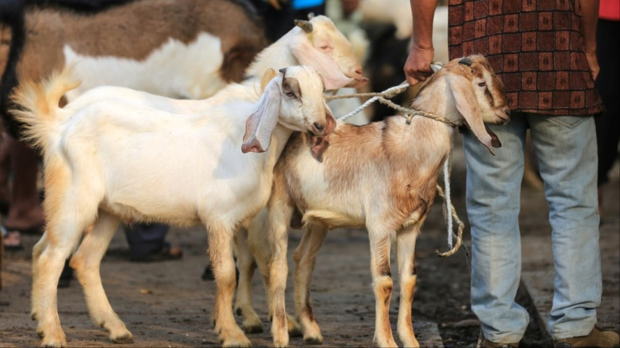 Sebentar Lagi Idul Adha, Lebih Utama Kurban Kambing Jantan atau Betina?
