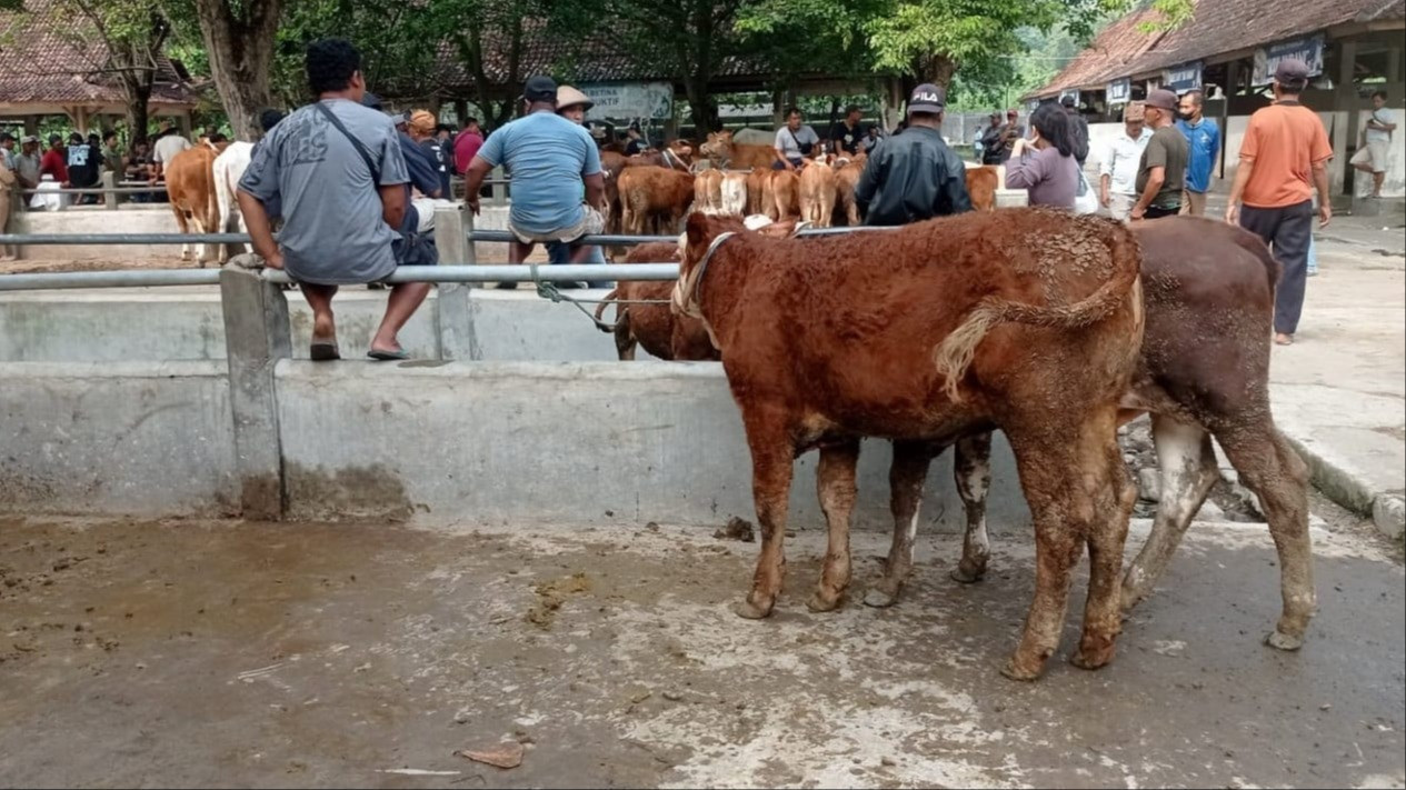 5 Syarat Beli Hewan Kurban Kambing yang Sah sesuai Syariat Islam