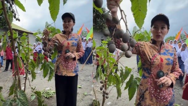 Gubernur Malut Sherly Tjoanda pertama kali lihat pohon buah kenari