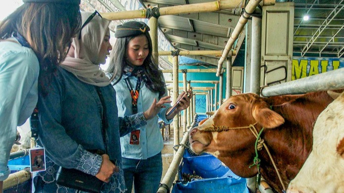 SPG Berkostum Ala Pramugari Ramaikan Penjualan Hewan Kurban