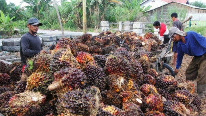 Pecah rekor, Indonesia produsen terbesar biodiesel