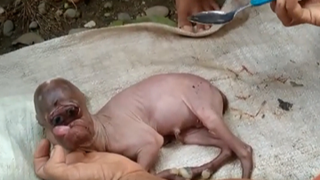 Heboh bayi kambing mirip manusia
            - galeri foto