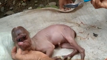Heboh bayi kambing mirip manusia