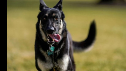 Polisi usut kasus pembunuhan sadis puluhan anjing