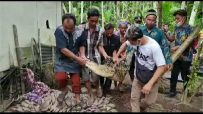 Tiga buaya rawa teror warga Tanjung Jabung Barat