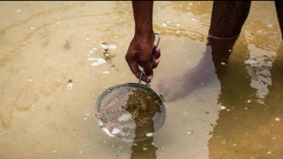 KKP Tancap Gas! Revitalisasi 20 Ribu Hektare Tambak Pantura Siap Digarap