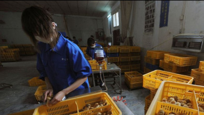 China laporkan kasus flu burung pertama pada manusia