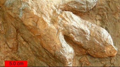 Spesies Dinosaurus Baru Ditemukan di Australia