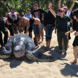 Viral Warga Minahasa Selamatkan Penyu Raksasa