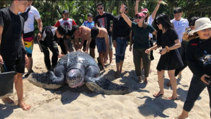 Viral Warga Minahasa Selamatkan Penyu Raksasa