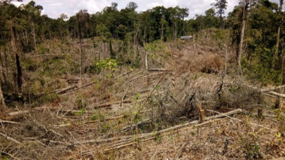 KPHP Tunggu Petunjuk Identifikasi Perambah Hutan Produksi Air Rami Di Bengkulu