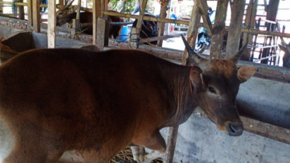 Jelang Idul Adha, Harga Sapi Kurban Mulai Naik