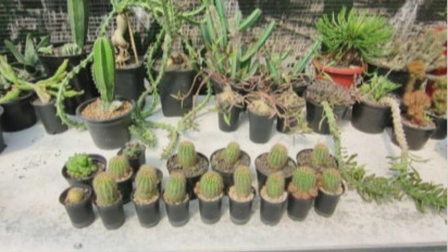 Pandemi, Omzet Kaktus Capai Puluhan Juta