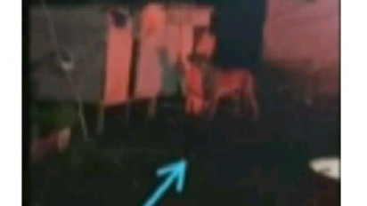 Seram! Harimau Buas Masuk Desa Terkam Ternak Warga