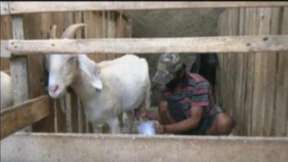 Dipercaya Tingkatkan Imun, Susu Kambing Diburu Warga