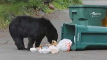 Kelaparan, Beruang Alaska Mengais Sampah di Permukiman Warga