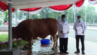 Sapi Presiden untuk Masjid Istiqlal Nyaris Berbobot 1,2 Ton