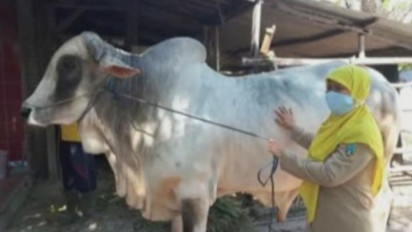 Sapi Kurban Jokowi Juara Se-Jawa Tengah