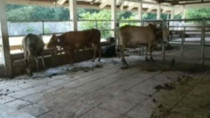 Awas, Cacing Hati Ditemukan di Hewan Kurban