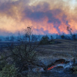 KBRI Ankara: Tidak ada WNI jadi korban atau terdampak kebakaran hutan di Turki